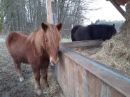 Pferd, Heuraufe
