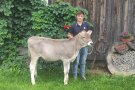 Ein junger Mann mit einem Kalb