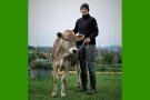 Junge Frau mit Kalb