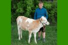 Junger Mann mit Kalb