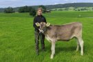 Eine junge Frau mit einem Kalb