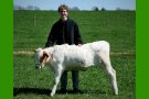 Junger Mann mit Kalb