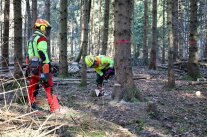 Jemand mit Schutzkleidung und Helm sägt unter Aufsicht an einem Baum