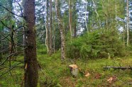 Ein Wald mit Moorboden und Birken, in der Bildmitte ein gefällter Baum
