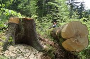 Holzernte zur Förderung der Naturverjüngung