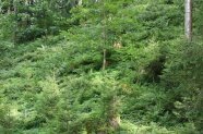 Ein junger Wald aus verschiedenen Baumarten.