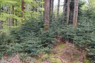 Ein Wald, mehrere Bäume verschiedener Arten und verschiedenen Alters wachsen nebeneinander.