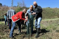Zwei Frauen und ein Mann bringen ein Schutzgitter um einen kleinen Baum an