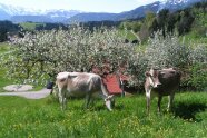 Kühe weiden vor blühenden Obstbäumen und Bergpanorama