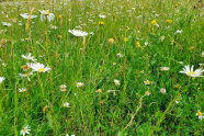 Eine Wiese mit blühenden Blumen