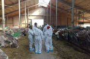 Eine Gruppe von Menschen in weißen Schutzanzügen in einem Stall