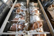 Fleckvieh Milchkühe in einem Boxenlaufstall