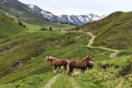 Pferde stehen in einer Berglandschaft auf einem Weg.