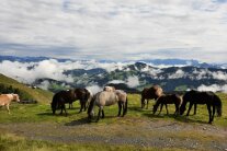 Pferde grasen vor einer Bergkulisse