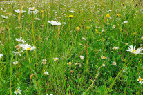 Eine Wiese mit blühenden Blumen