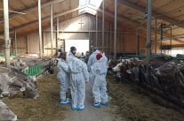 Eine Gruppe von Menschen in weißen Schutzanzügen in einem Stall