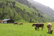 Braunvieh grast auf Alpfläche