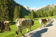 Kühe laufen in einer Reihe vor Bergpanorama