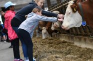 Kinder besuchen einen Kuhstall. Eine Schülerin streichelt mit einer Lehrerin eine Kuh.