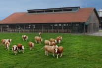 Kühe stehen auf der Wiese vor einem großen Kuhstall